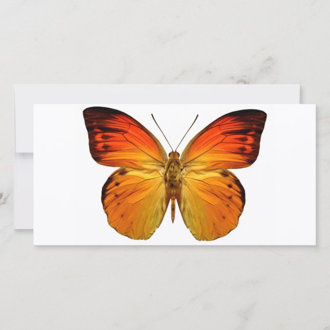 Papillon orange clair (Devant)