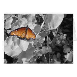 Papillon orange Monarque noir blanc Feuille Nature