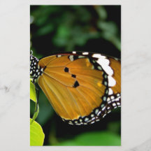 Papillon orange, noir et blanc sur feuille