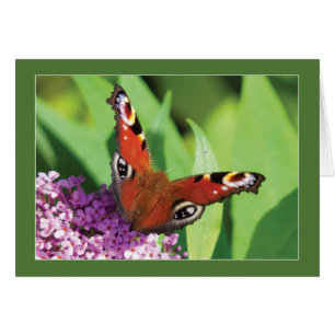 Papillon paon sur Bouddleia Blank