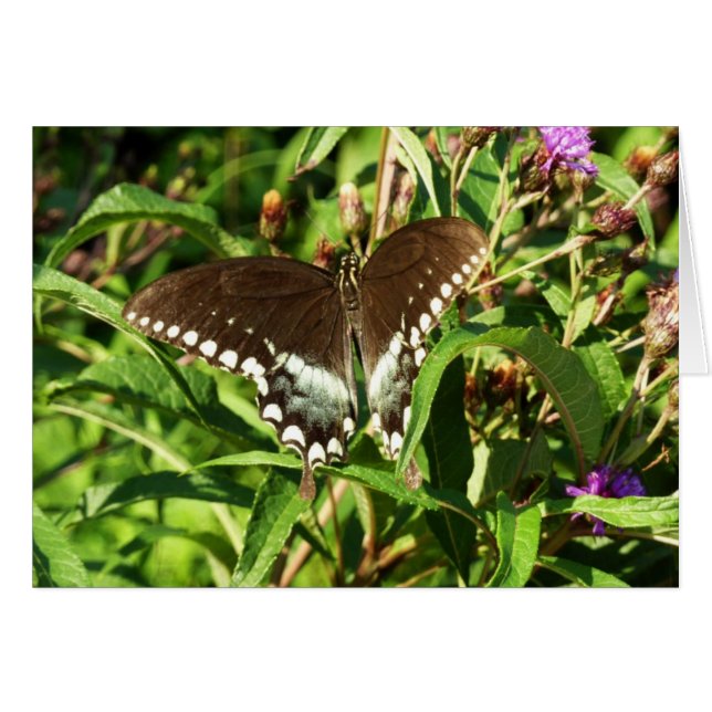 Papillon Papilio noir Photographie de la nature (Devant horizontal)