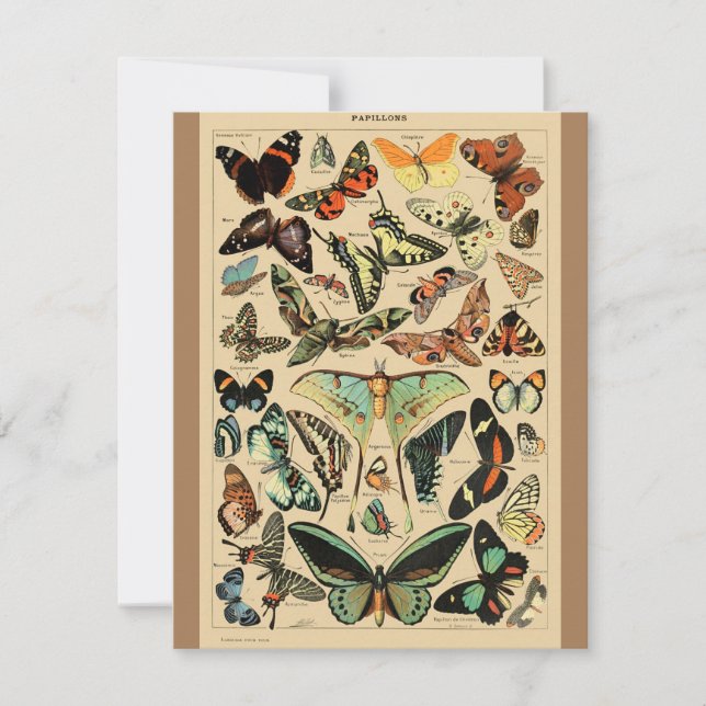 Papillon papillon vintage Ancien art d'illustratio (Devant)
