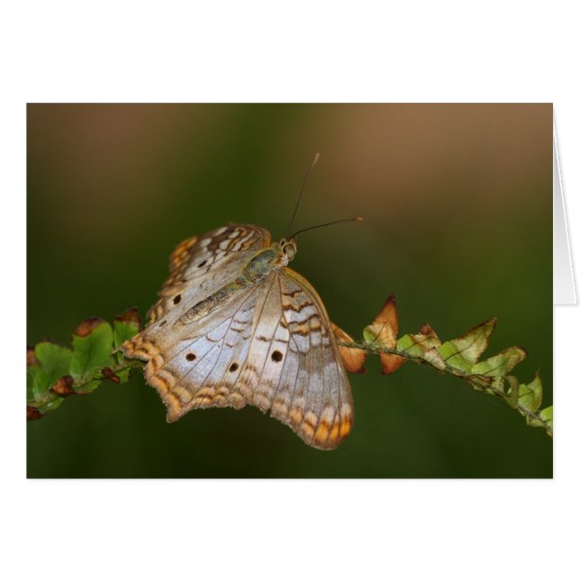 Papillon Peacock blanc sur feuille (Devant horizontal)