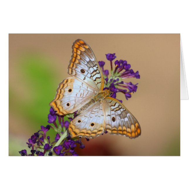 Papillon Peacock blanc sur Fleurs violettes (Devant horizontal)