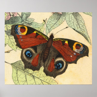 Papillon Peacock - Poster d'Art Vintage