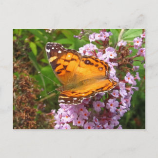 Papillon peint ~ carte postale