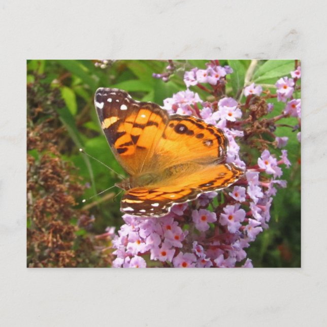 Papillon peint ~ carte postale (Devant)