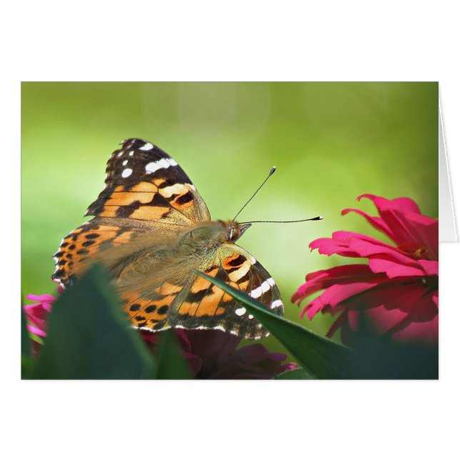 Papillon peint et Zinnias (Devant Horizontal)