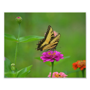 Papillon - Photo du jardin