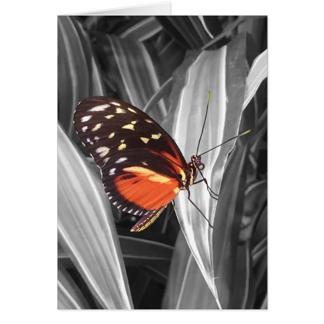 Papillon Pleasantville - Carte d'art 5" x 7" (Devant)