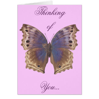 Papillon pourpre magnifique