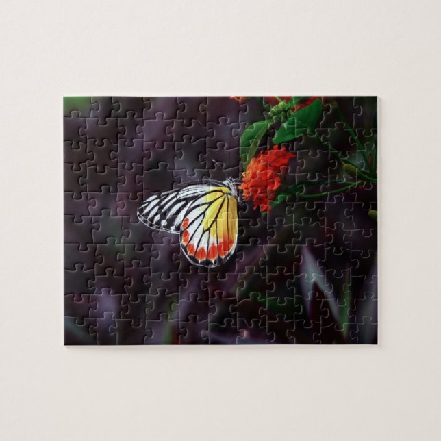 Papillon - puzzles (Horizontal)