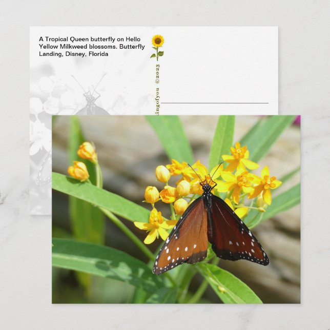 Papillon Reine Tropicale, Floride - carte postale (Devant / Derrière)