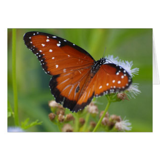 Papillon royal
