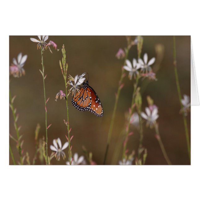Papillon royal et milkweed (Devant horizontal)