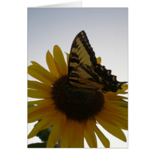 Papillon se reposant au crépuscule