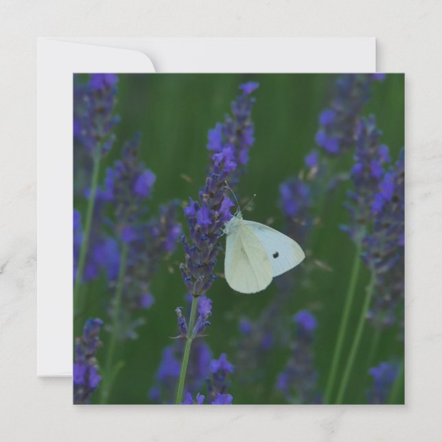 Papillon sur carte de lavande (Devant)