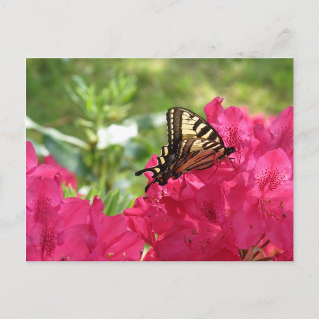 Papillon sur carte postale florale de nature d'aza (Devant)