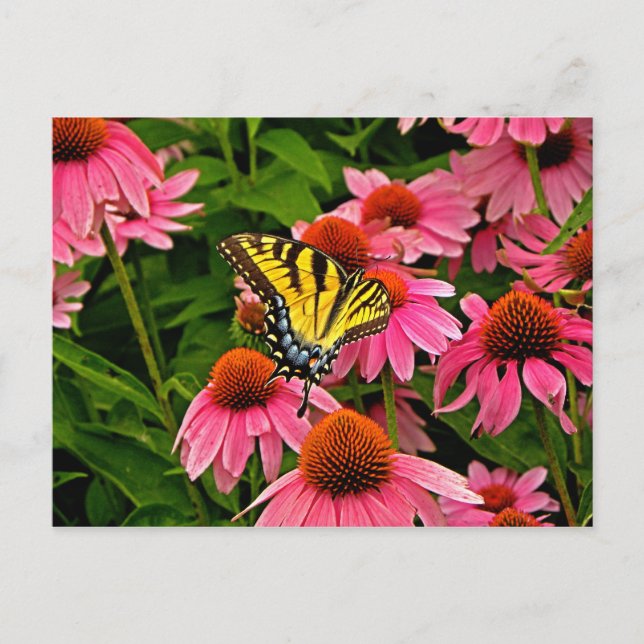 Papillon sur carte postale Flower v21 (Devant)