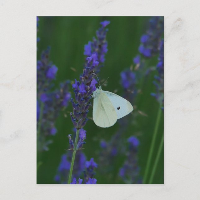 Papillon sur carte postale Lavender (Devant)