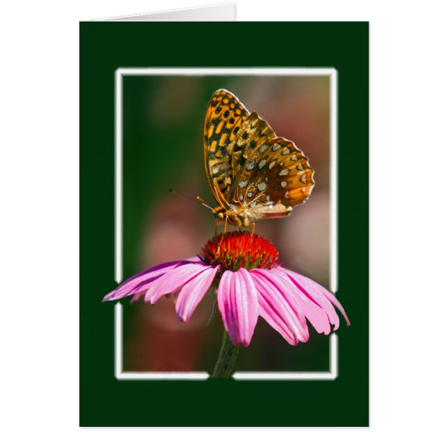 Papillon sur confleur pourpre (Devant)