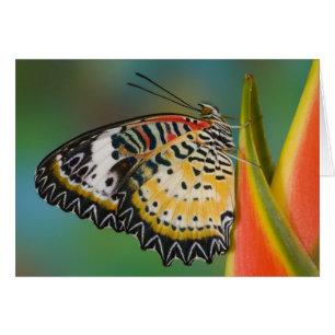 Papillon sur fleur tropicale