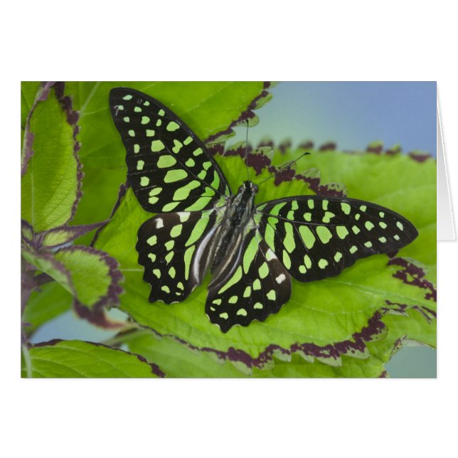 Papillon sur fond vert (Devant horizontal)