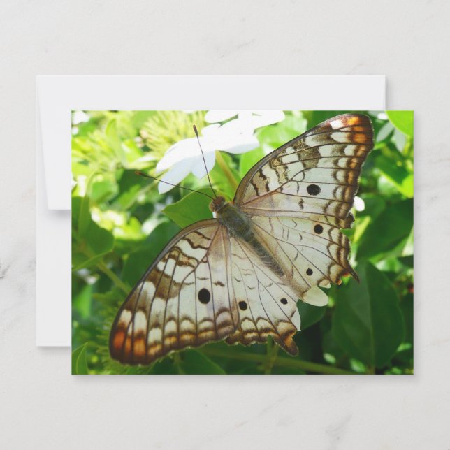 Papillon sur Jasmine Tropical Nature Photographie (Devant)