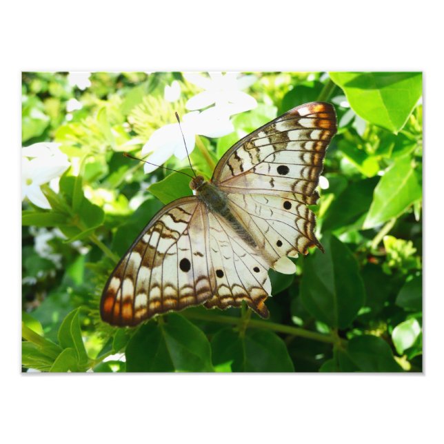 Papillon sur Jasmine Tropical Nature Photographie (Devant)