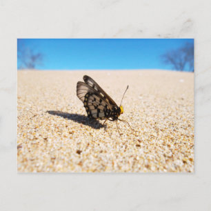 Papillon sur la carte postale de la plage