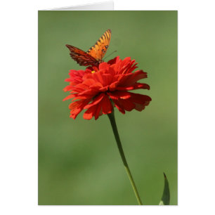 Papillon sur la fleur