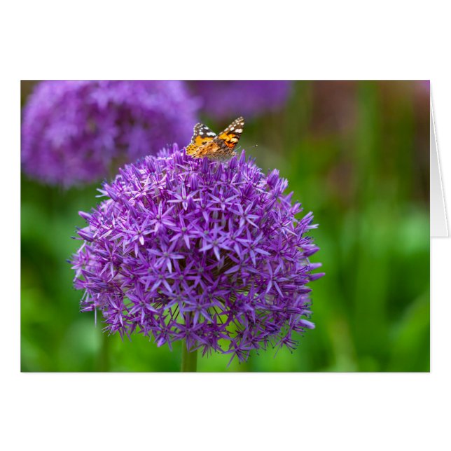 Papillon sur la fleur Allium (Devant horizontal)