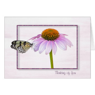 Papillon sur la fleur de cône