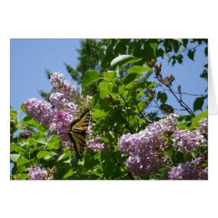 Papillon sur Lilac Bush