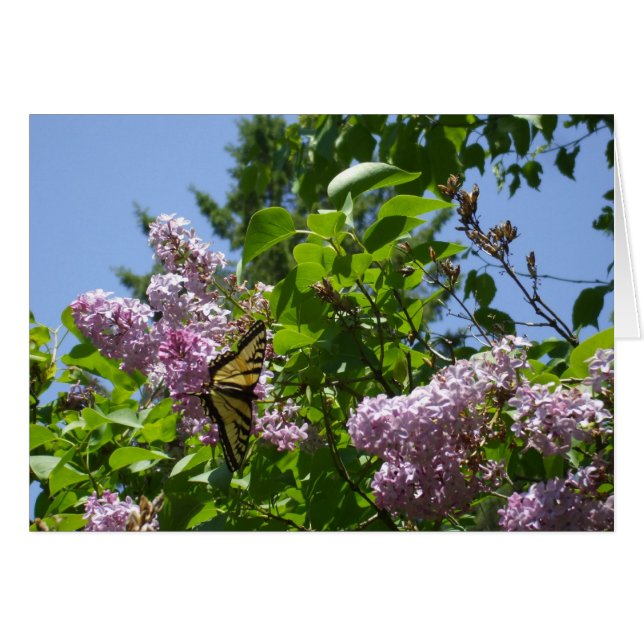 Papillon sur Lilac Bush (Devant horizontal)