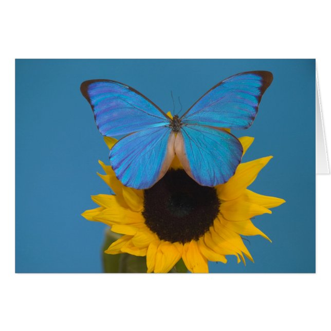 Papillon sur tournesol (Devant horizontal)