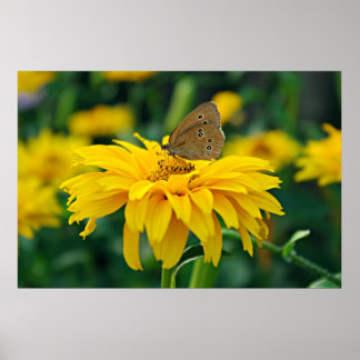 Papillon sur une affiche de fleurs jaunes