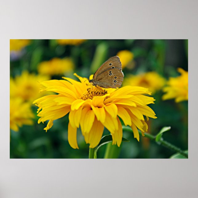 Papillon sur une affiche de fleurs jaunes (Devant)