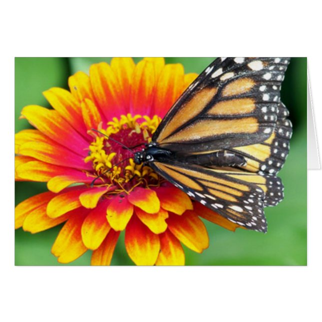 Papillon sur une fleur (Devant horizontal)