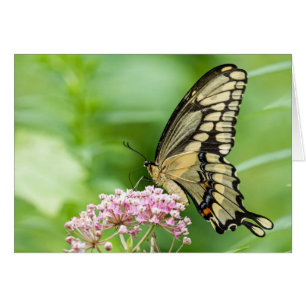 Papillon Sur Une Fleur