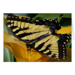Papillon Swallowtail