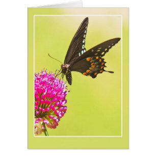 Papillon Swallowtail