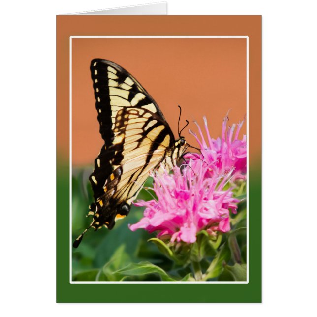 Papillon swallowtail de l'Est (Devant)