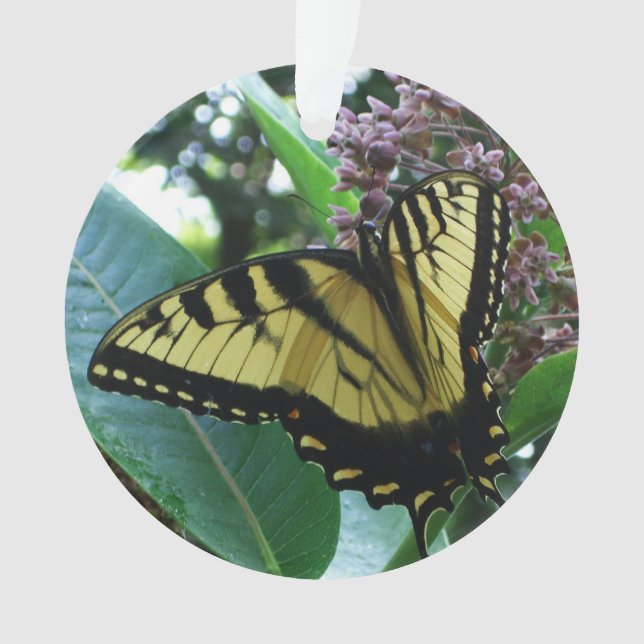 Papillon Swallowtail I sur Asclépiade à Shenandoah (devant)