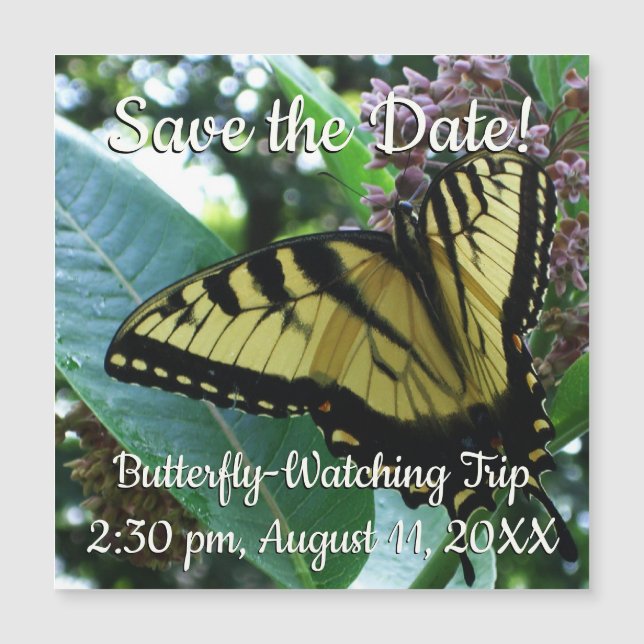 Papillon Swallowtail I sur Milkweed à Shenandoah (Devant)