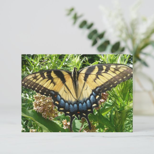 Papillon Swallowtail II à Shenandoah (Debout devant)