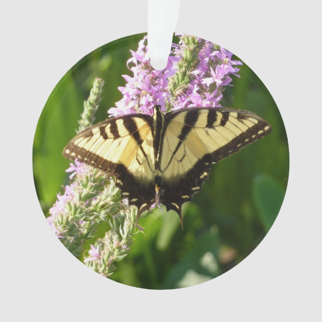 Papillon Swallowtail sur Fleurs sauvages pourpres (devant)