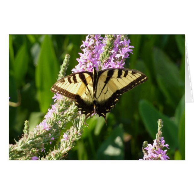 Papillon Swallowtail sur Fleurs sauvages pourpres (Devant horizontal)