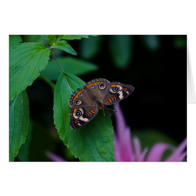 Papillon tacheté (Devant Horizontal)