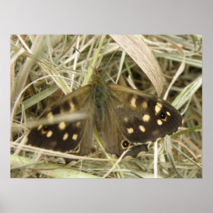 Papillon Tacheté Bois Impression